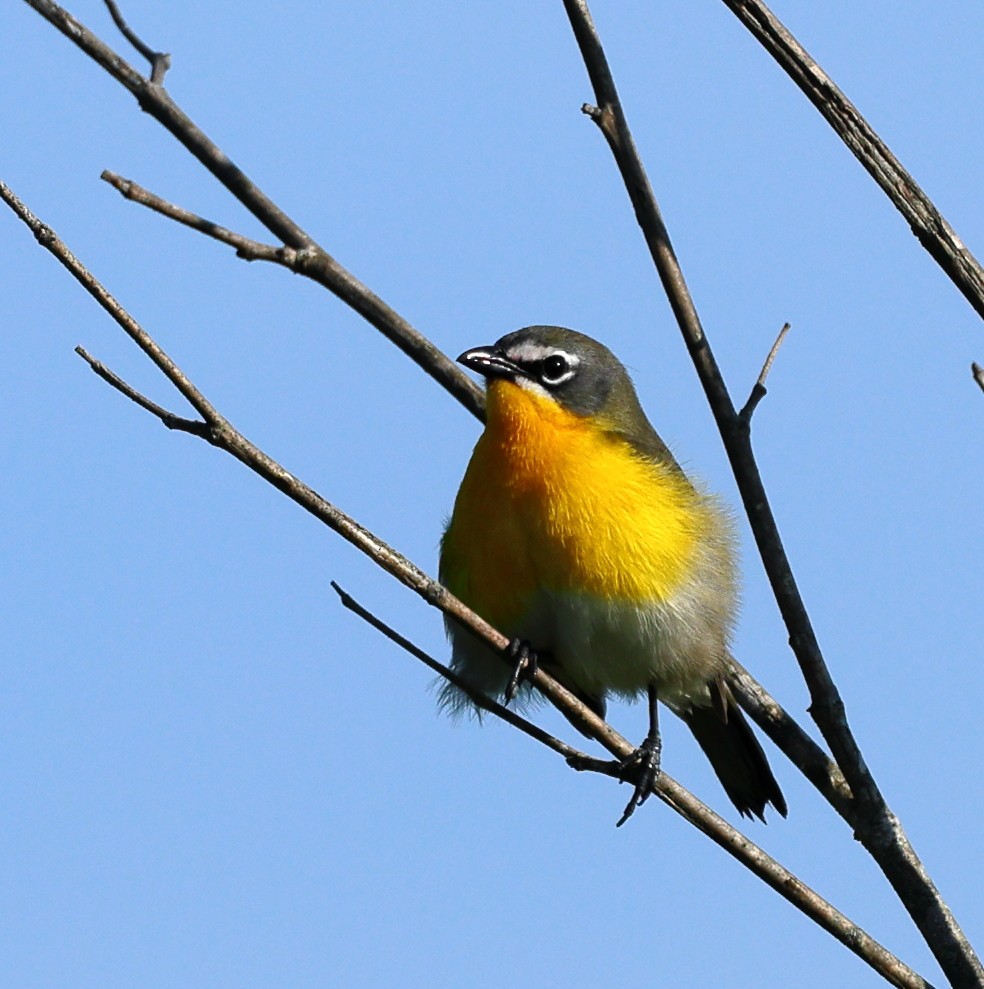 Yellow-breasted Chat - Nik Teichmann