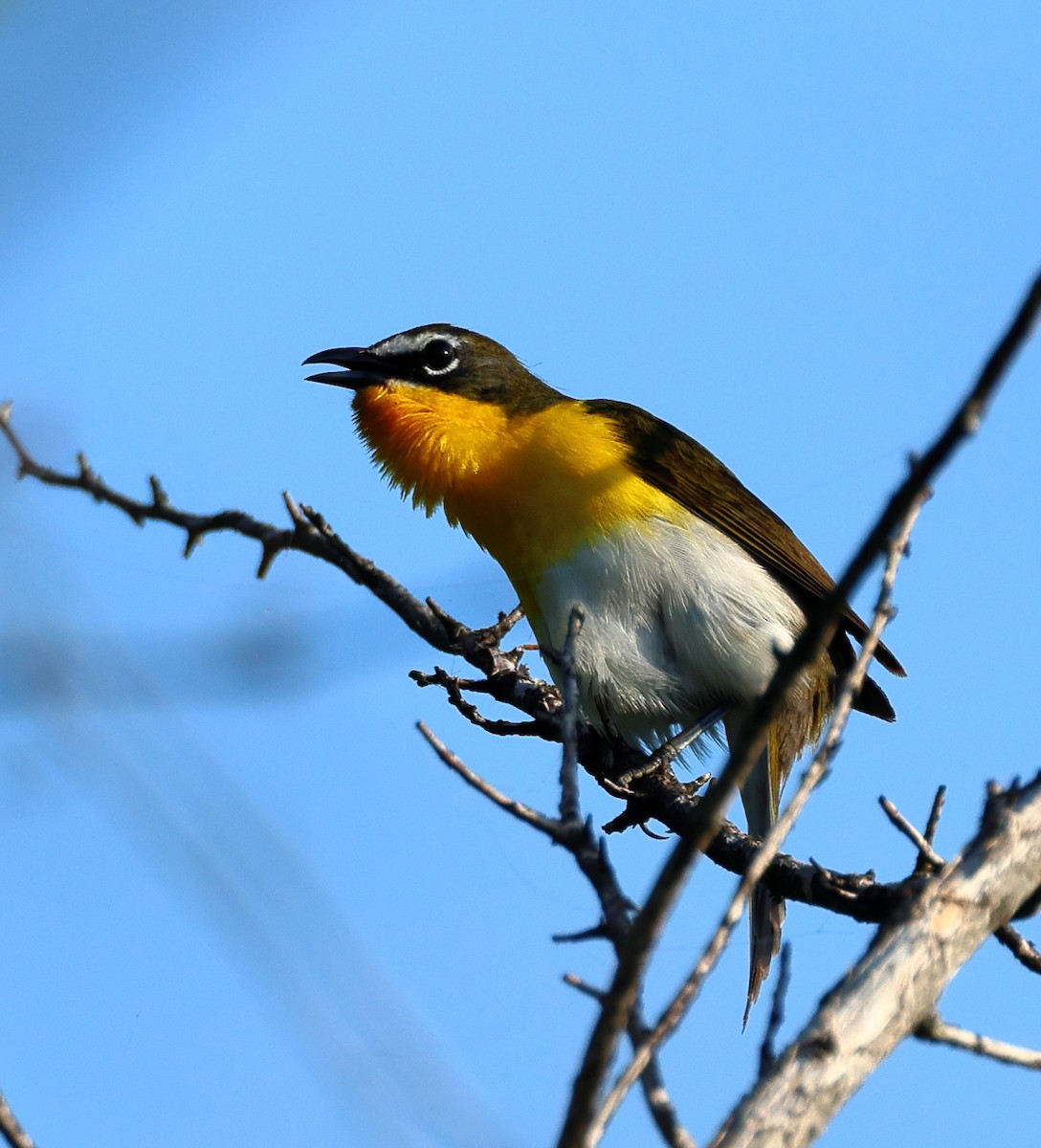 Yellow-breasted Chat - Nik Teichmann