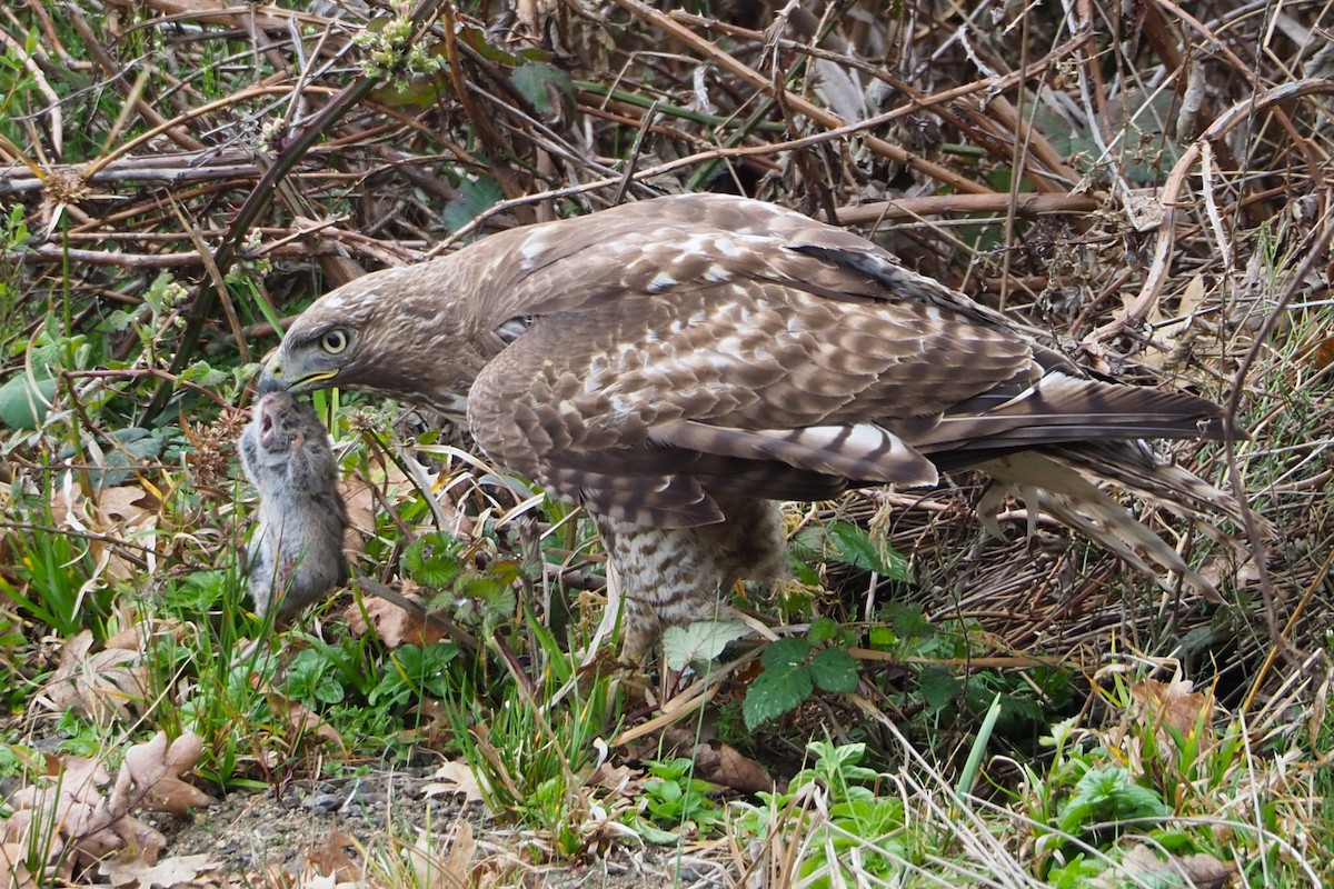 Red-tailed Hawk - ML619625141