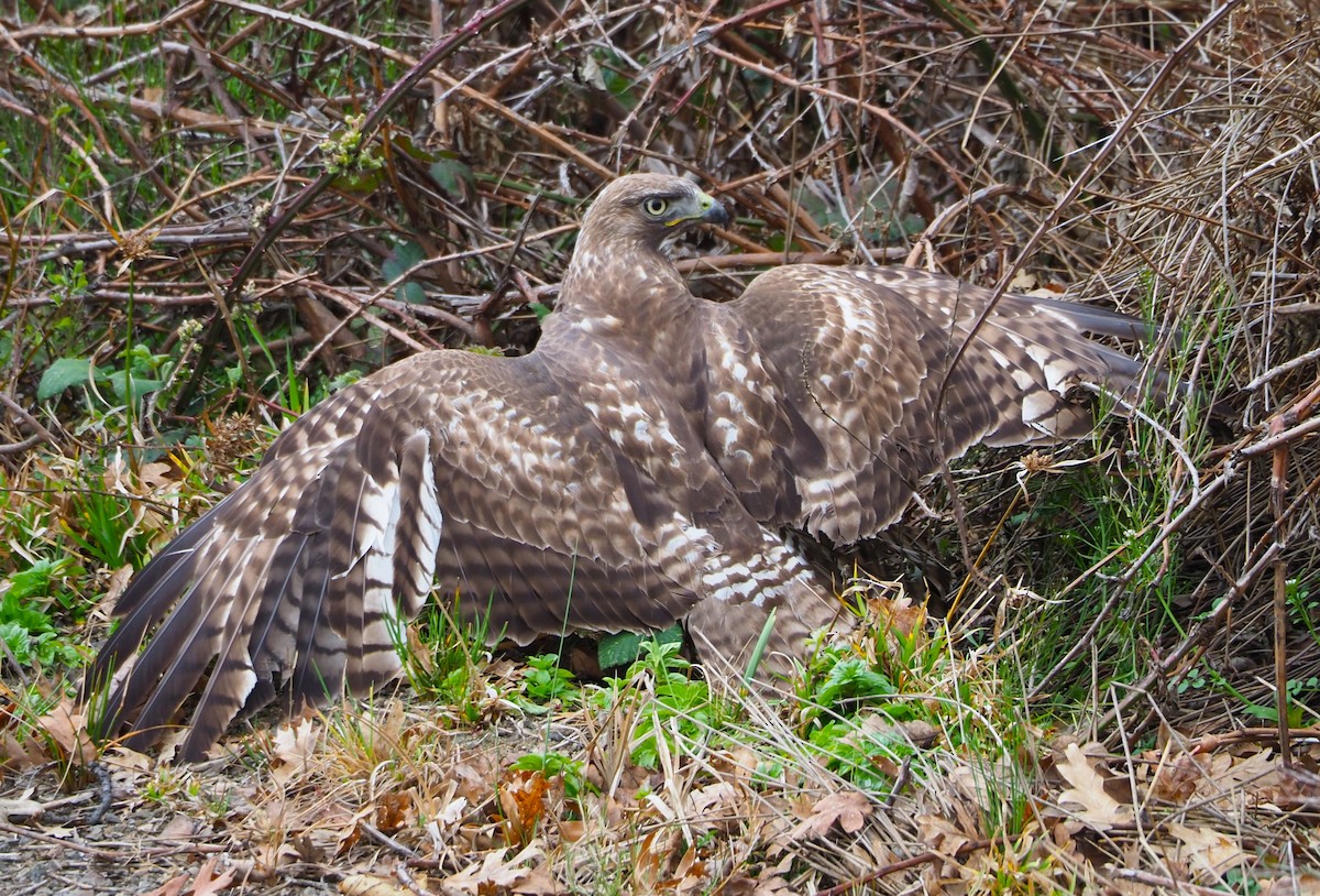 Red-tailed Hawk - ML619625142