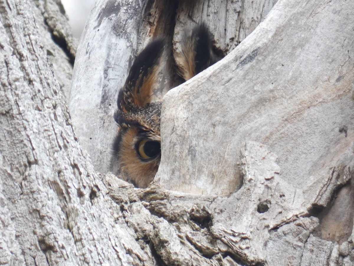 Great Horned Owl - ML619625144