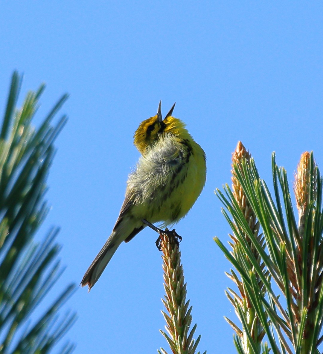 Prairie Warbler - ML619625150