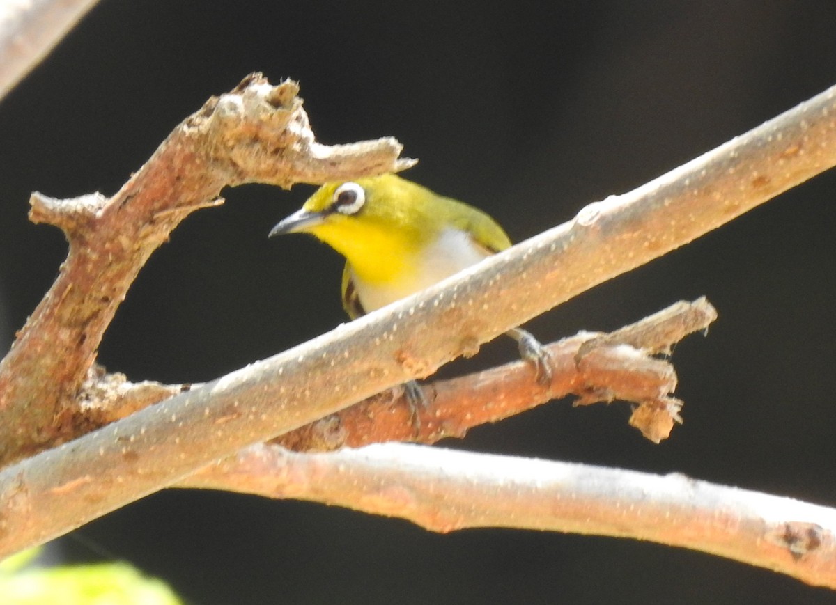 Indian White-eye - Prabhudatta Bal