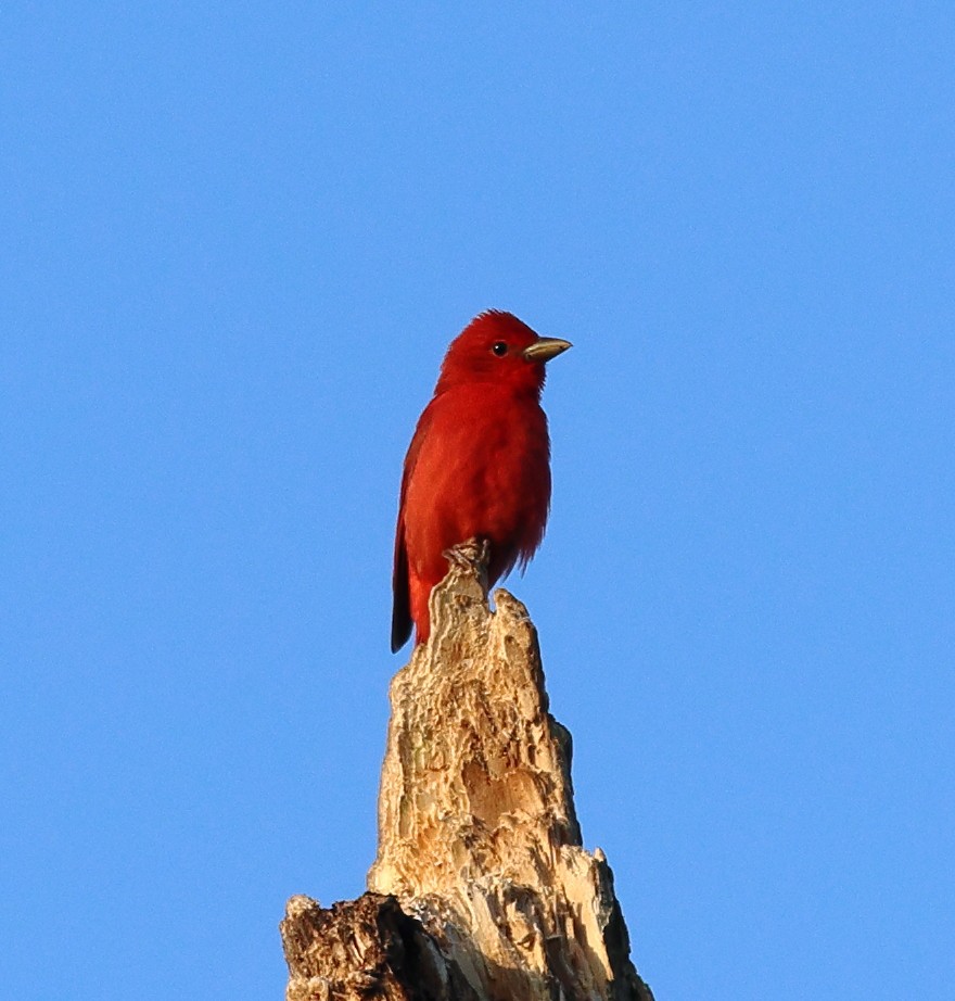 Piranga Roja - ML619625159