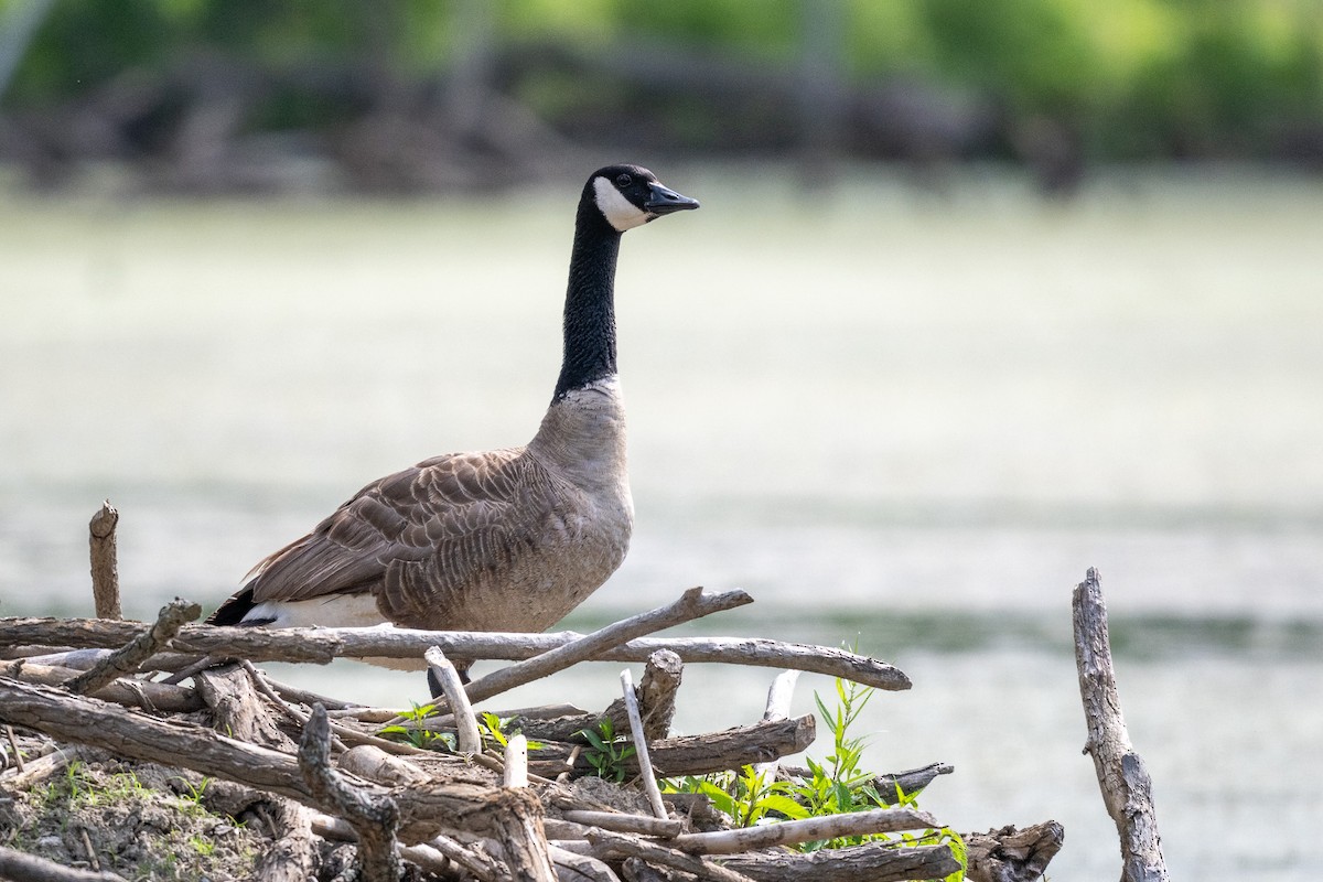 Canada Goose - James Hoagland