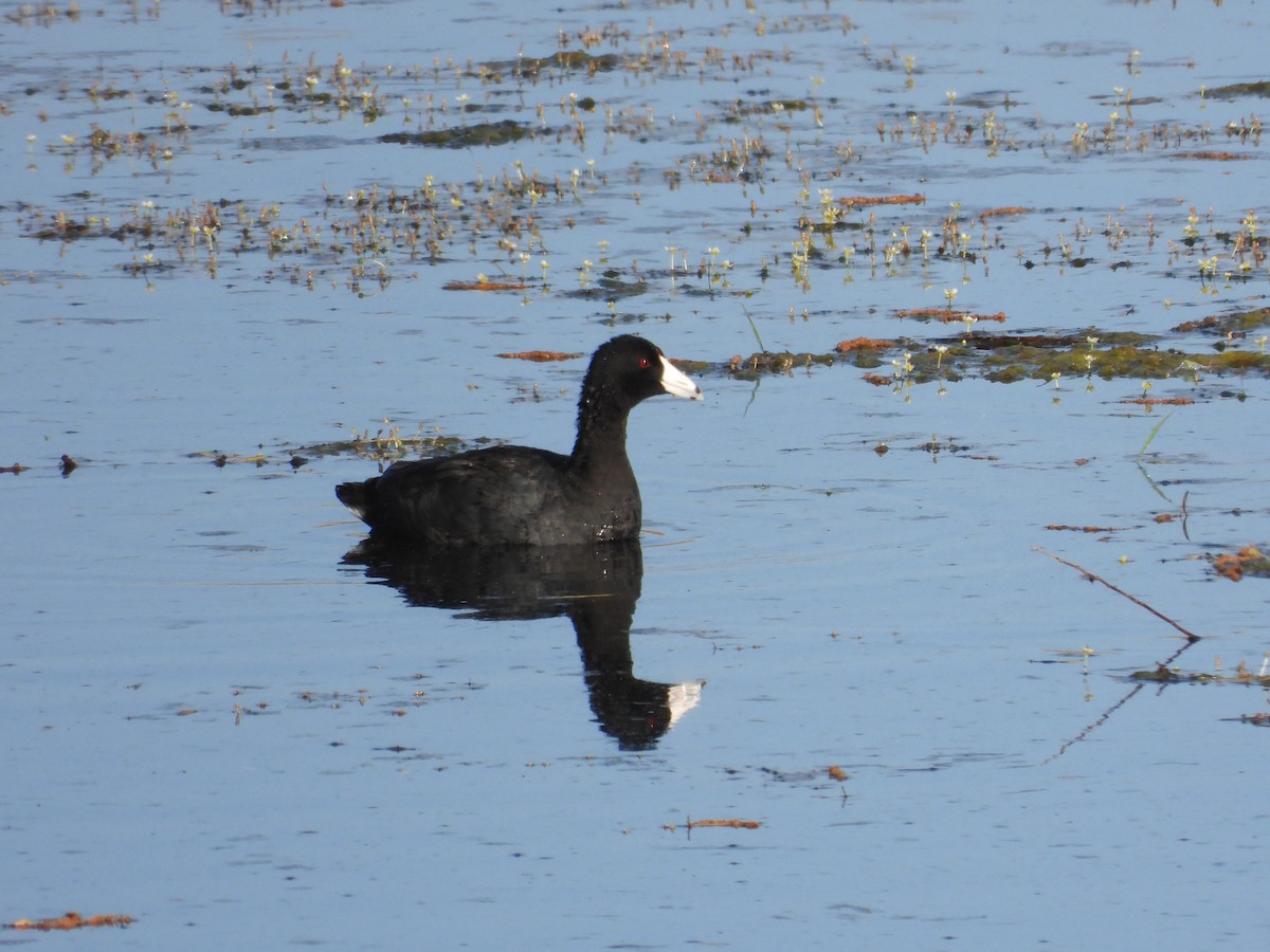 American Coot - Mark Donahue