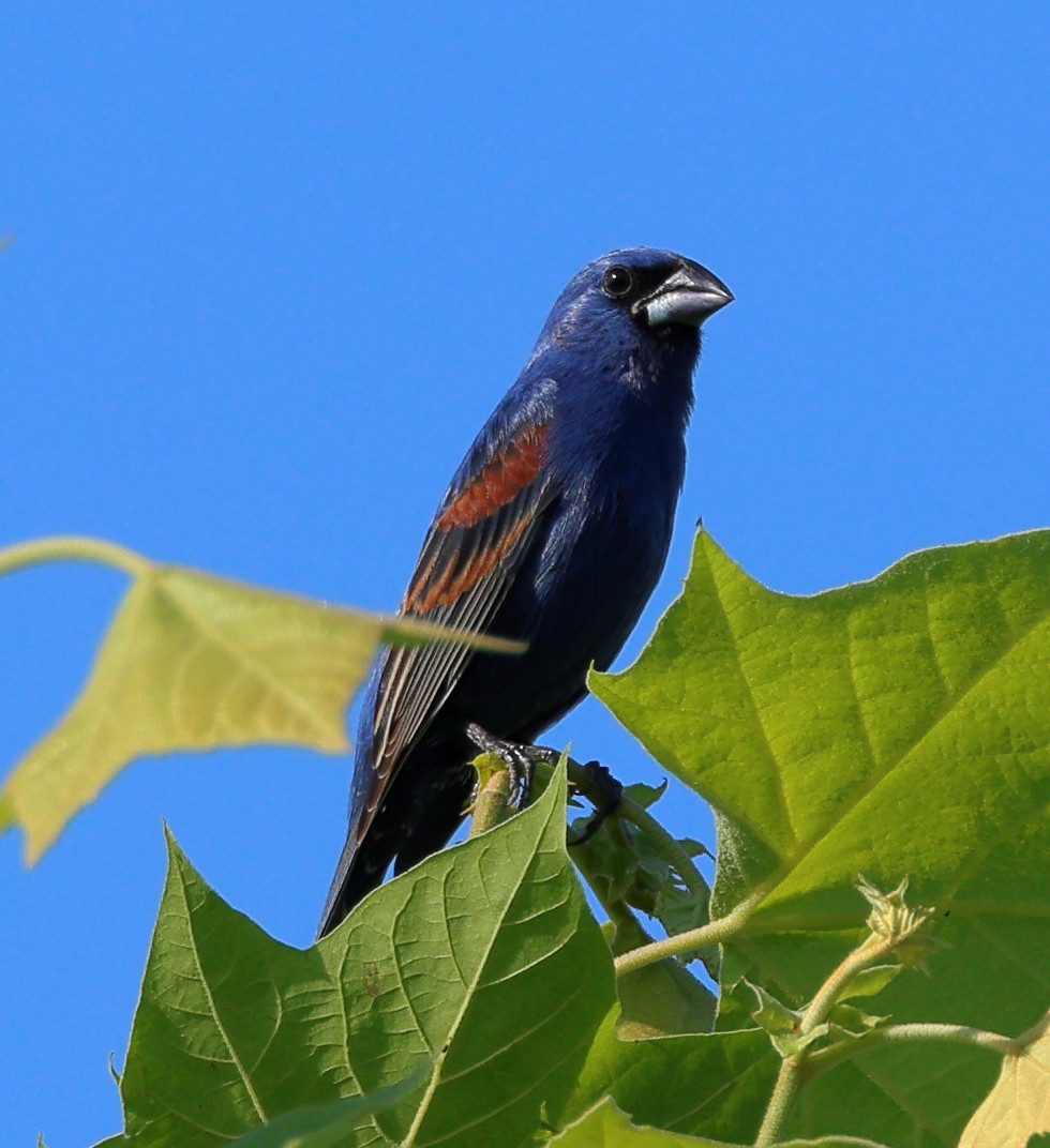 Blue Grosbeak - ML619625168