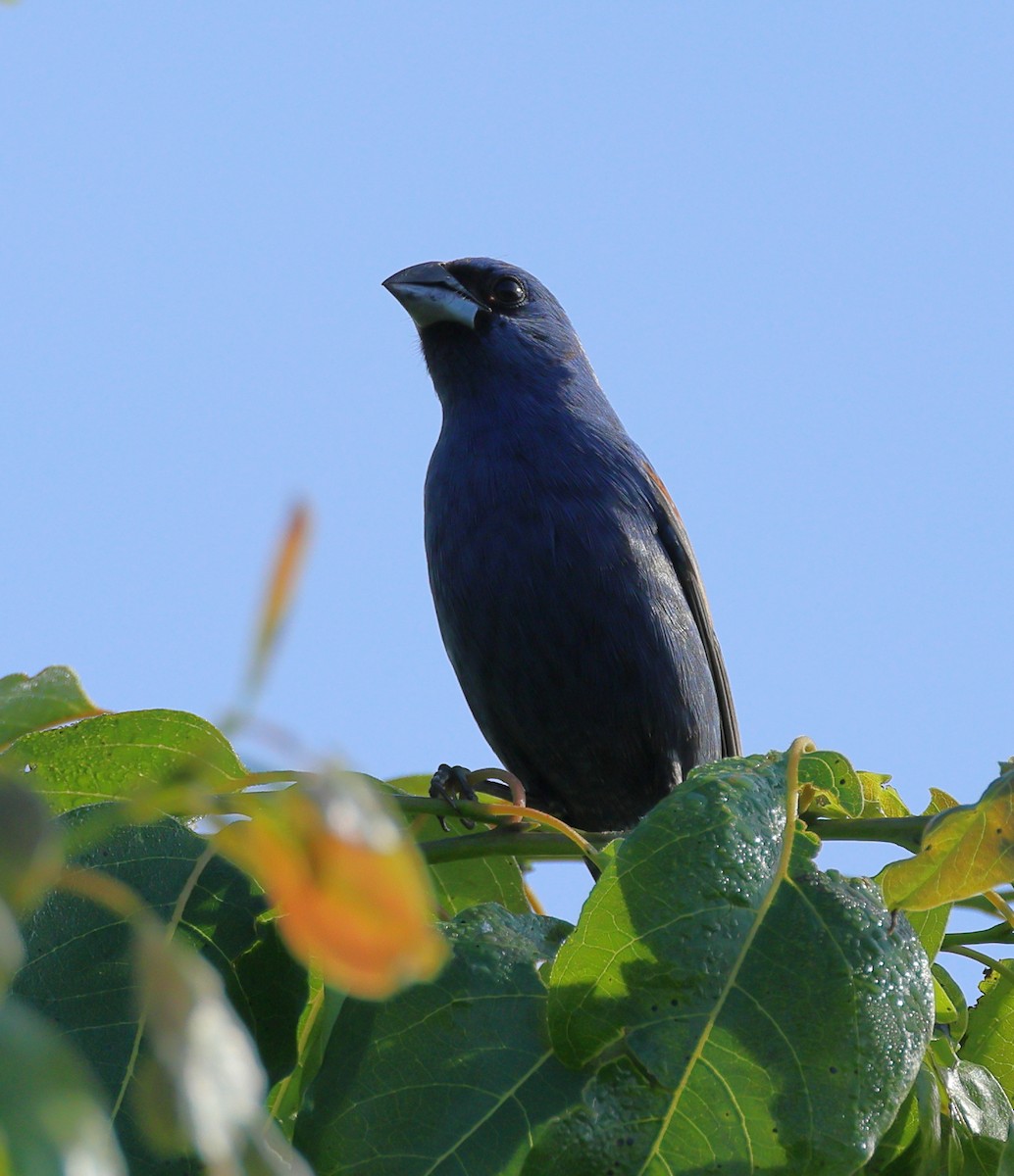 Blue Grosbeak - Nik Teichmann