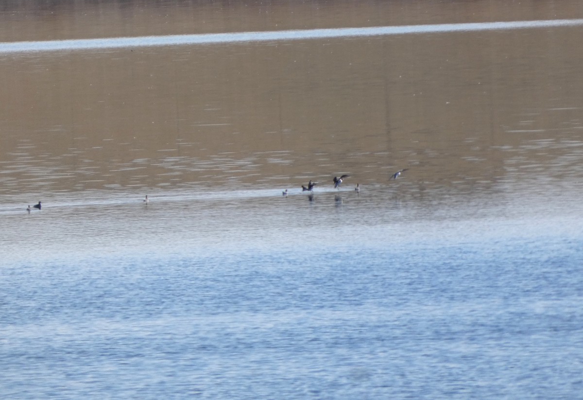 Red-necked Phalarope - Jonathan Bookman