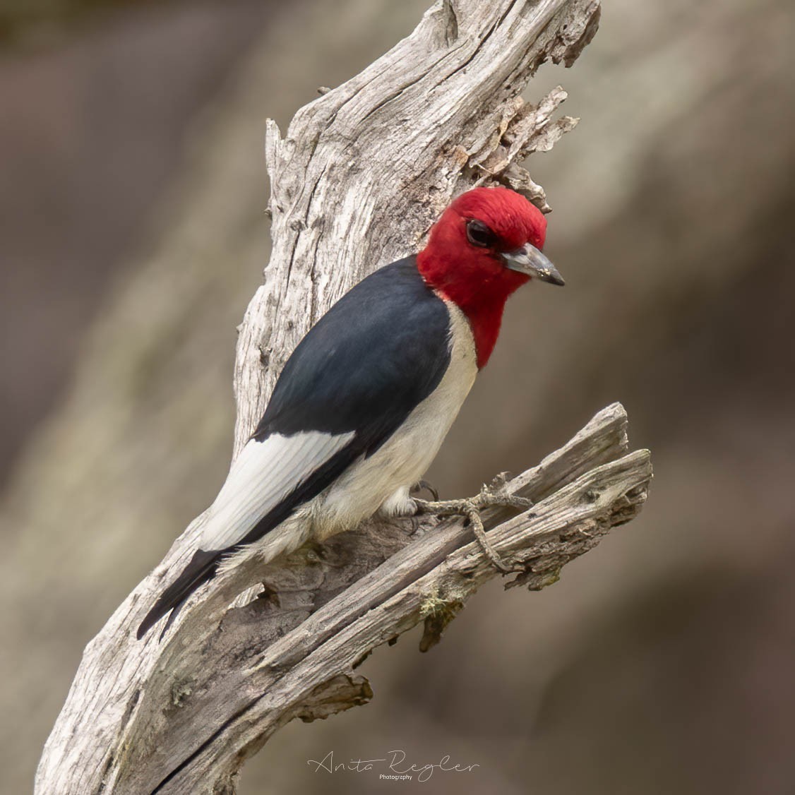Red-headed Woodpecker - Anita Regler