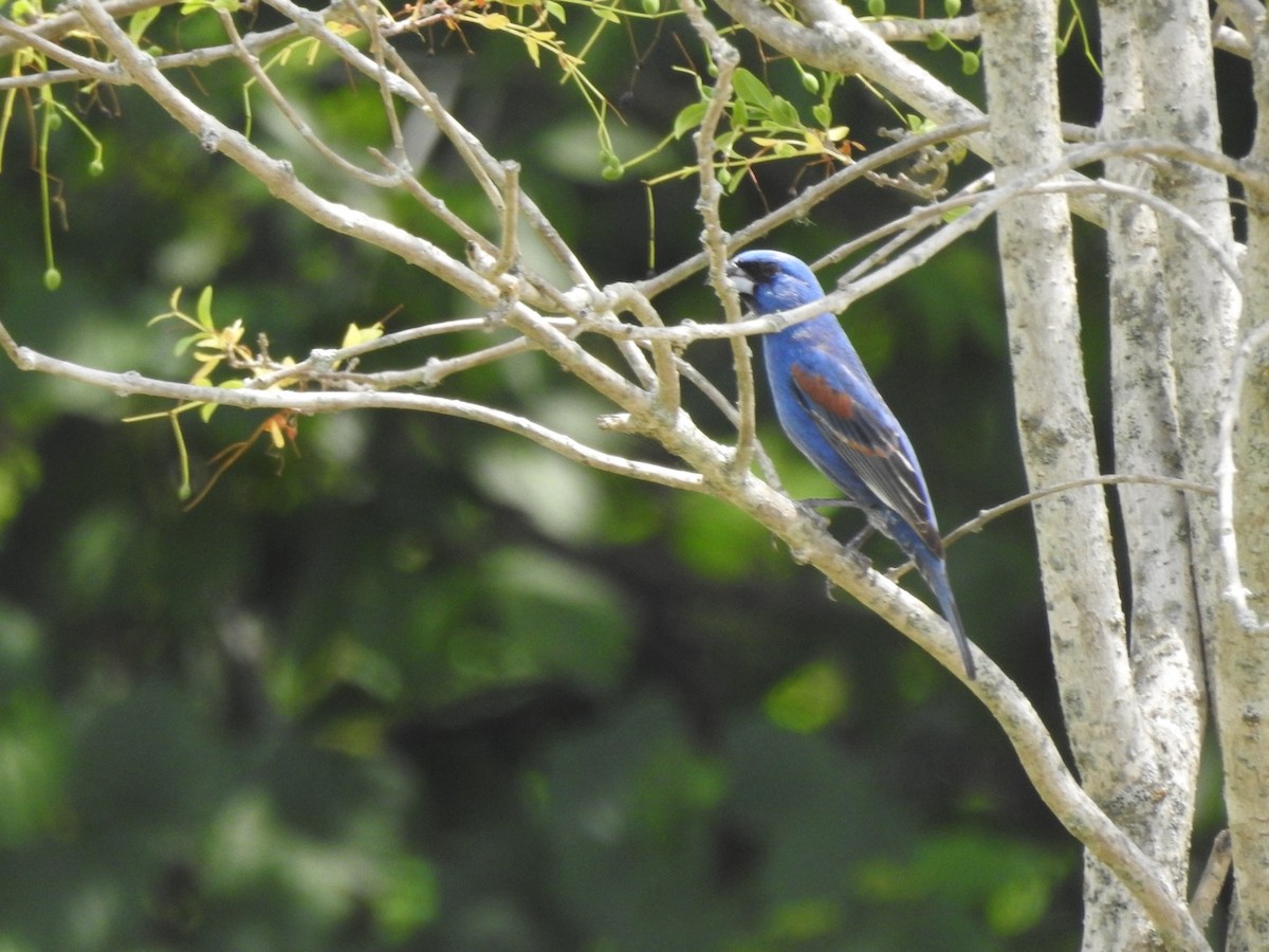 Blue Grosbeak - Jason Ward