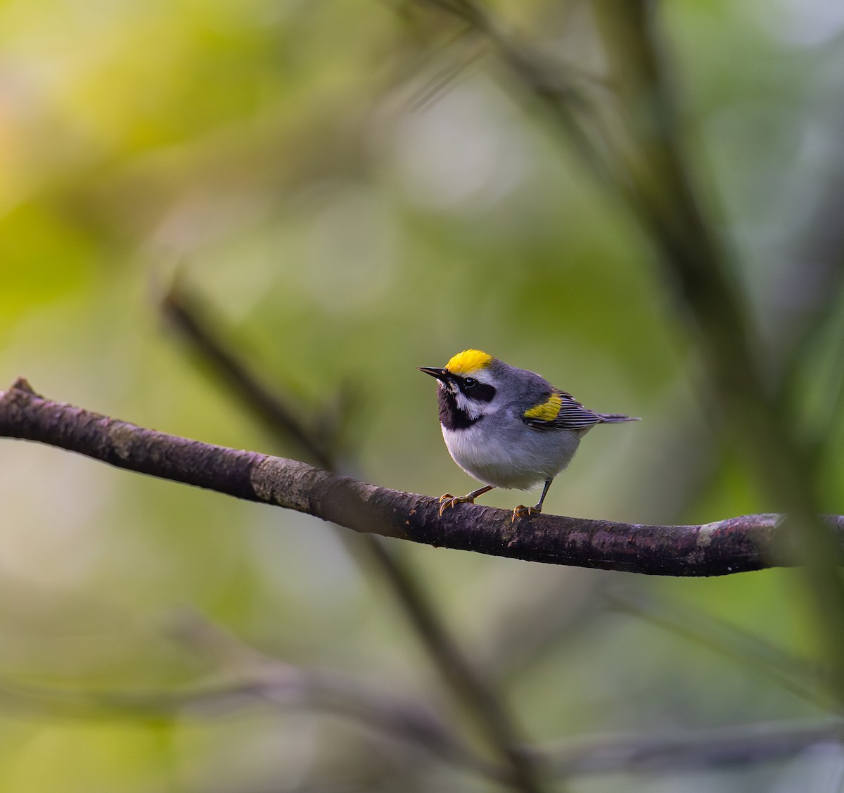 Golden-winged Warbler - Evan Vaeth