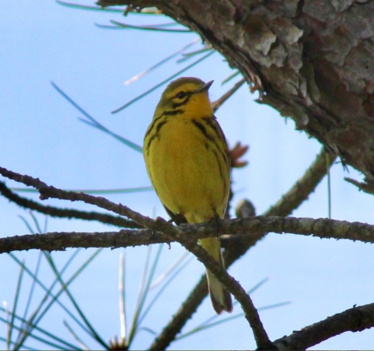 Prairie Warbler - Adrien C