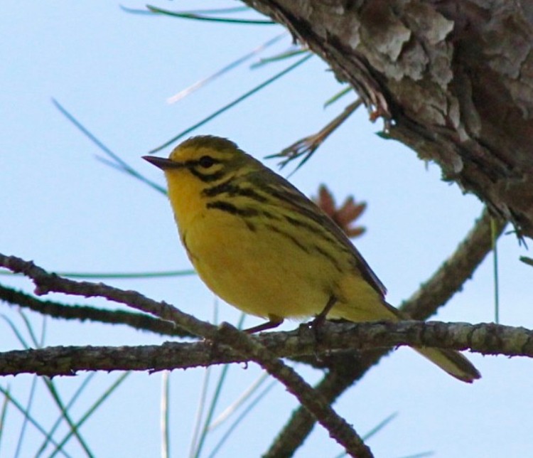 Prairie Warbler - Adrien C