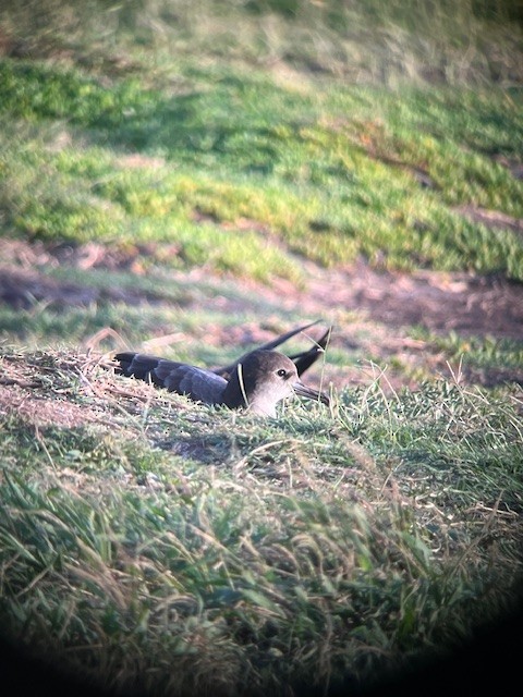 Wedge-tailed Shearwater - Thomas Tinsley