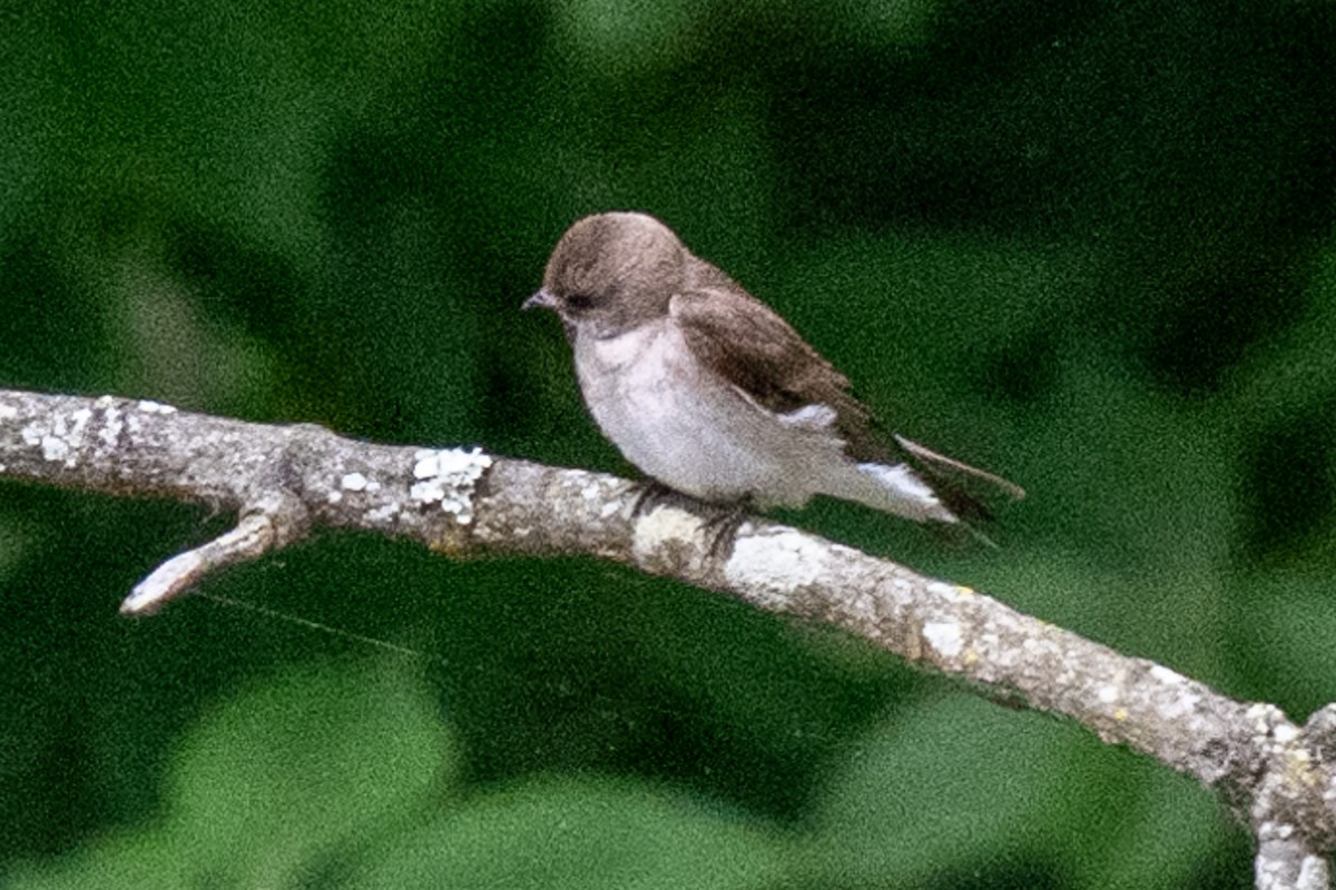 Northern Rough-winged Swallow - James Hoagland