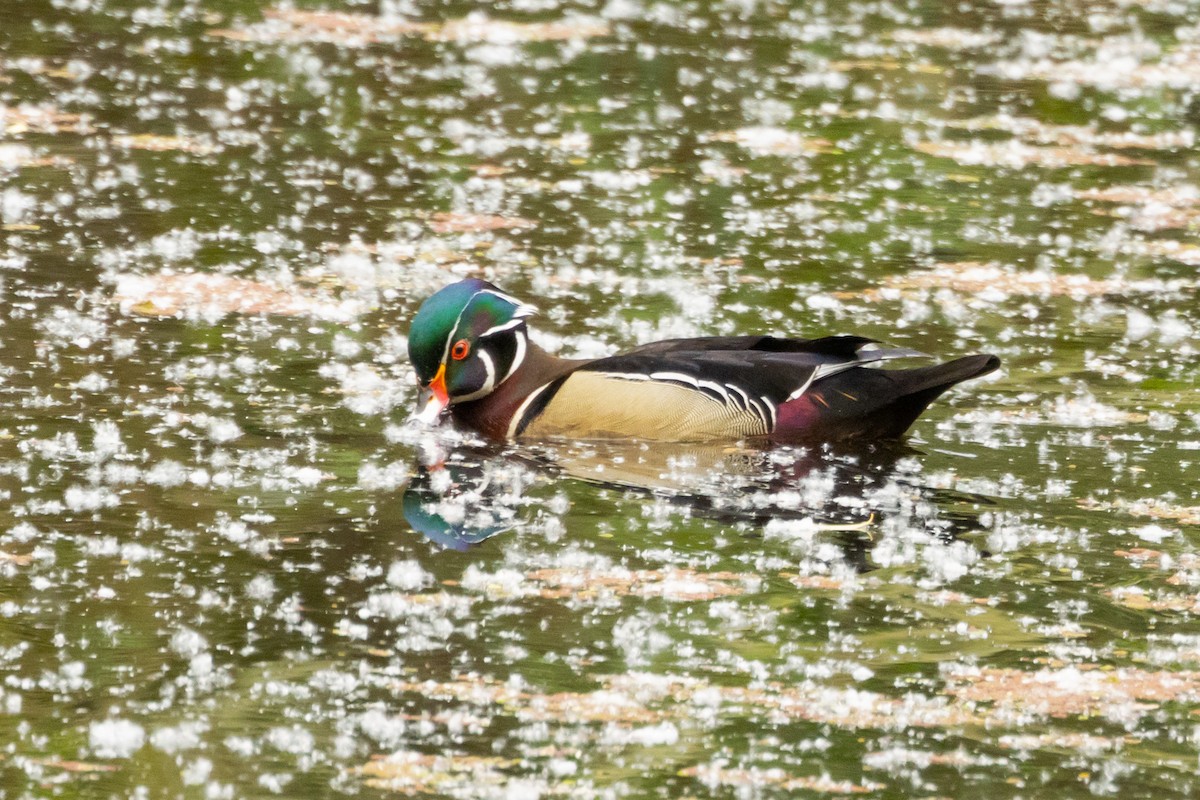 Wood Duck - Gordon Starkebaum