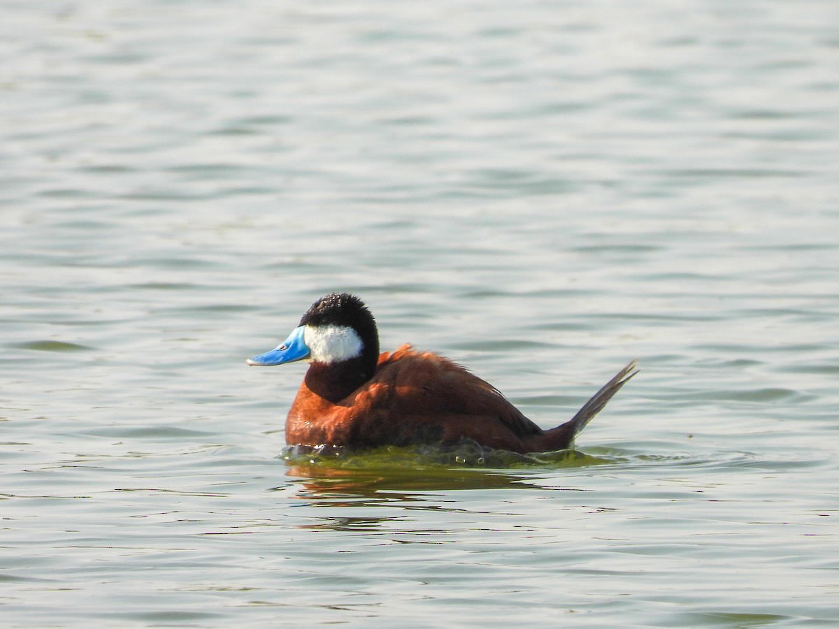 Ruddy Duck - Javier Lucio