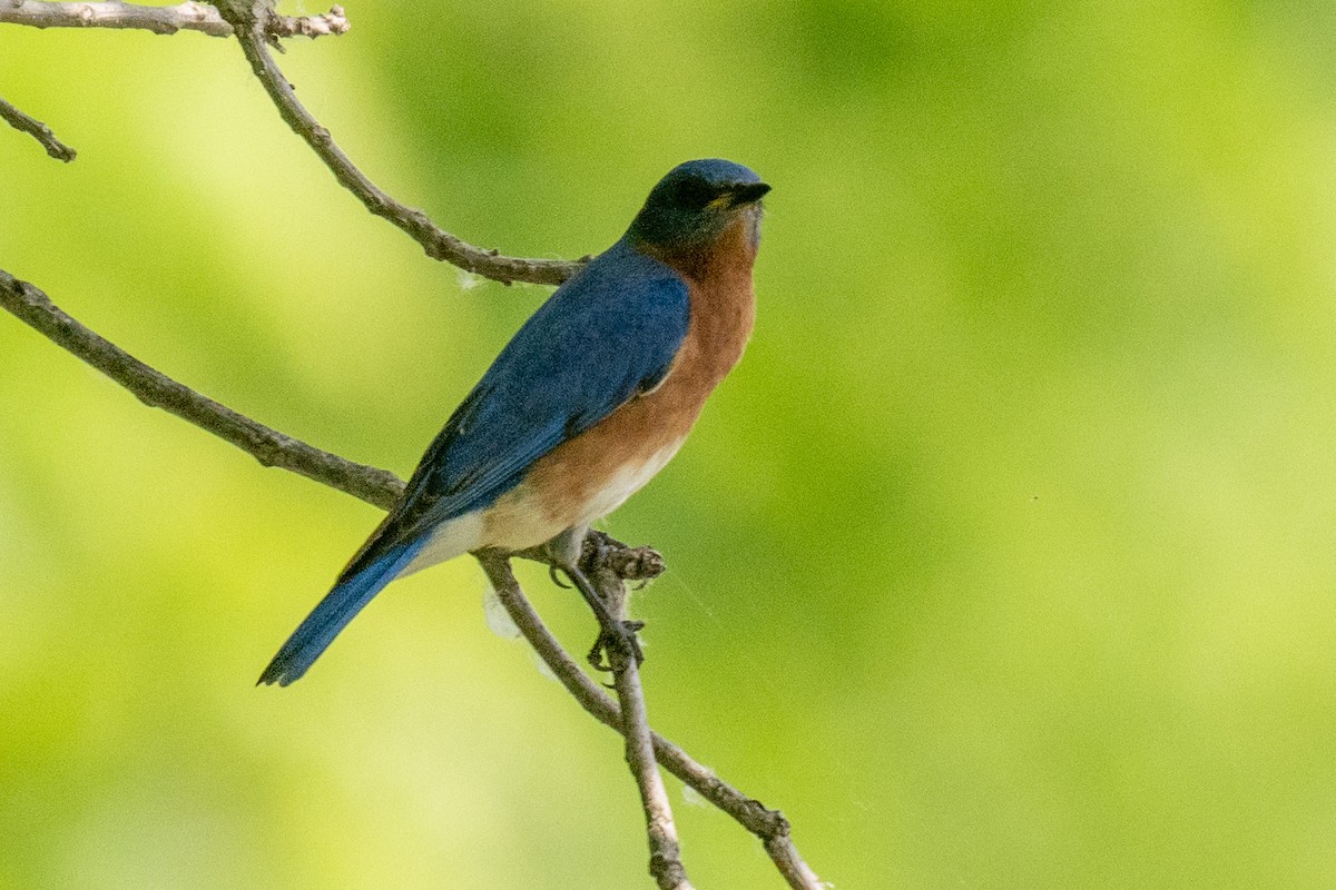 Eastern Bluebird - James Hoagland