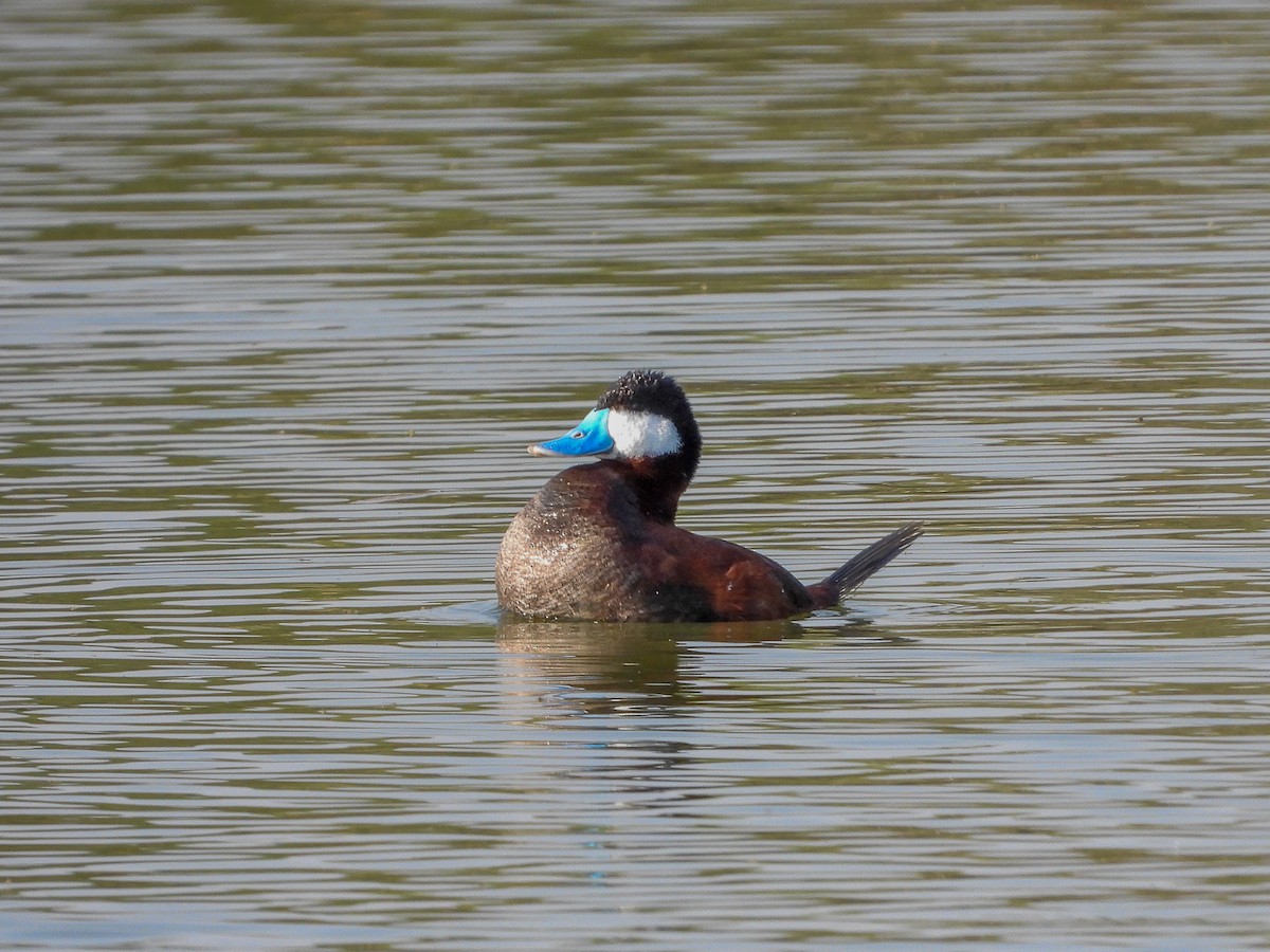 Ruddy Duck - ML619625199