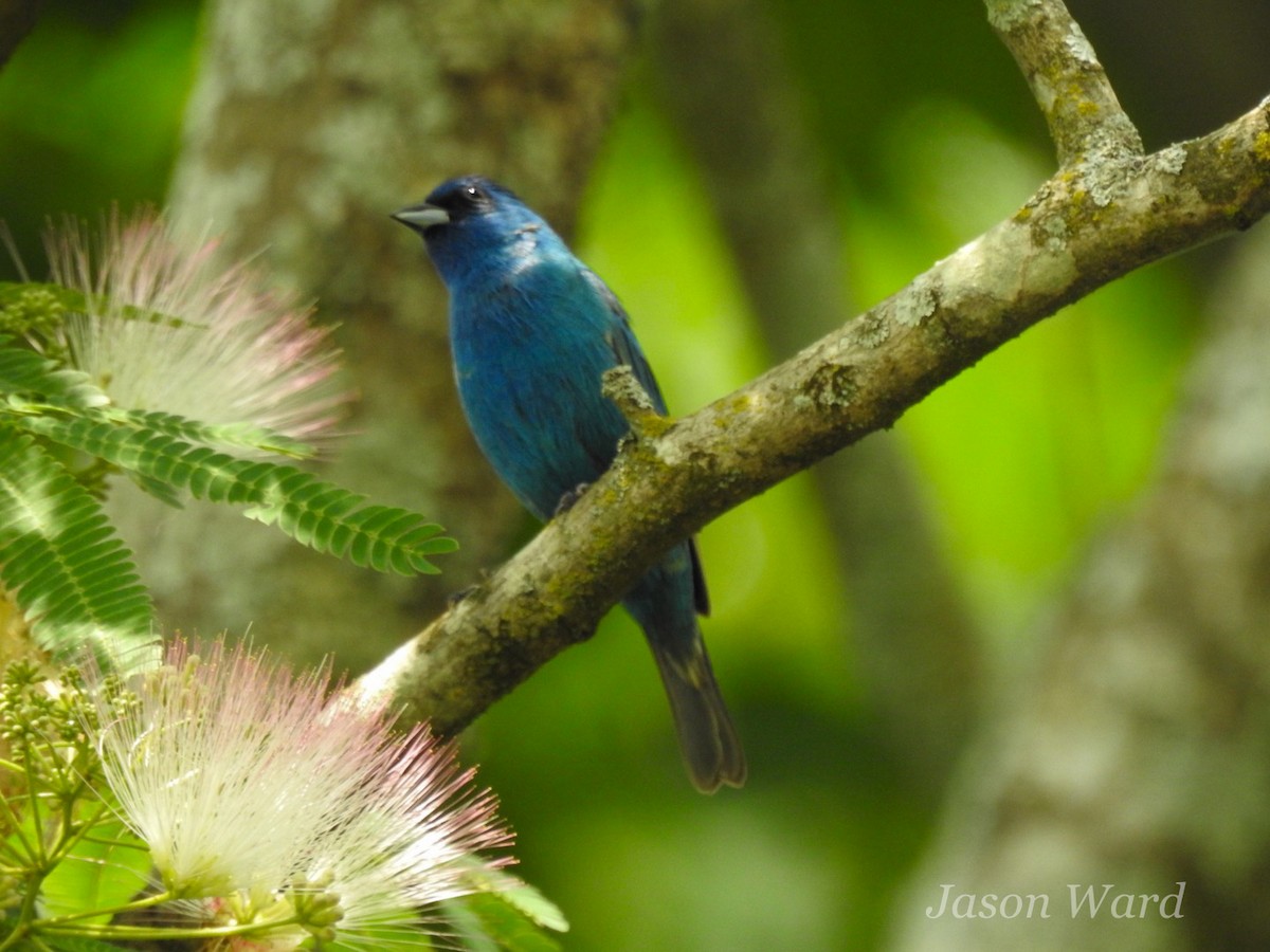 Passerin indigo - ML619625209