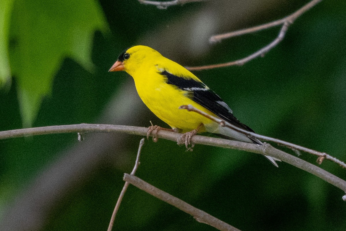 American Goldfinch - James Hoagland