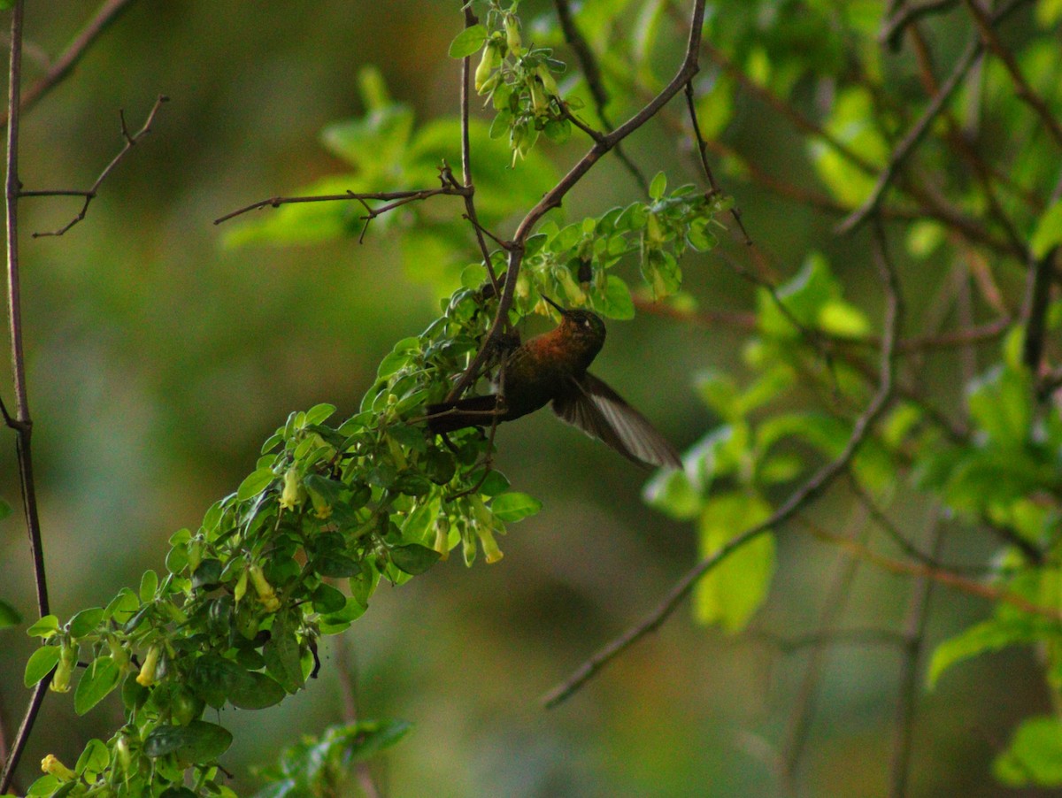 Tyrian Metaltail - Juan Hortua