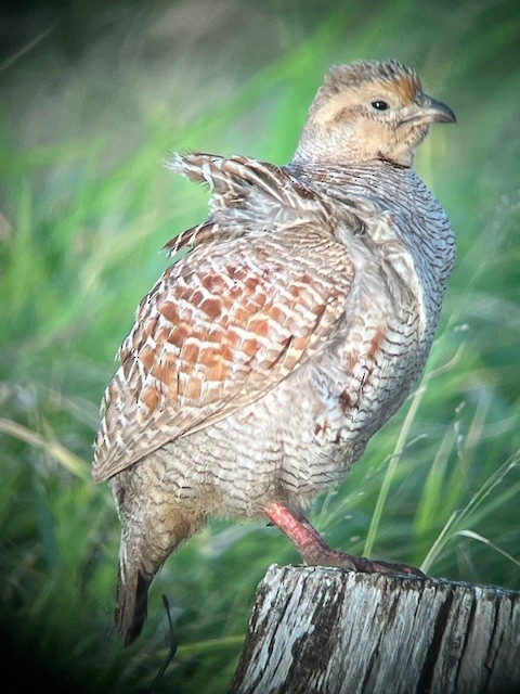 Gray Francolin - ML619625228