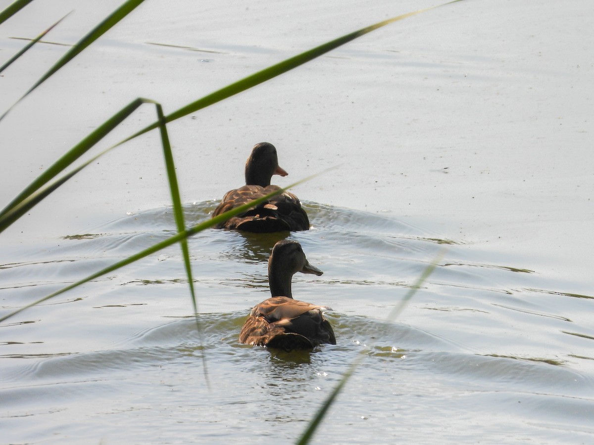 Mexican Duck - ML619625238