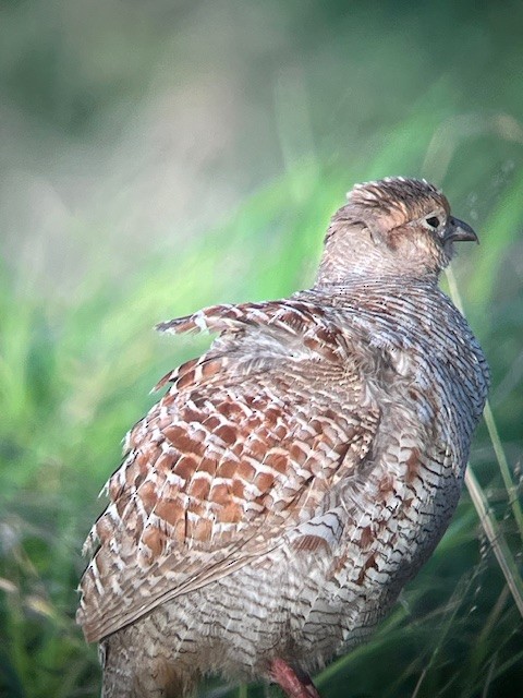 Gray Francolin - ML619625240