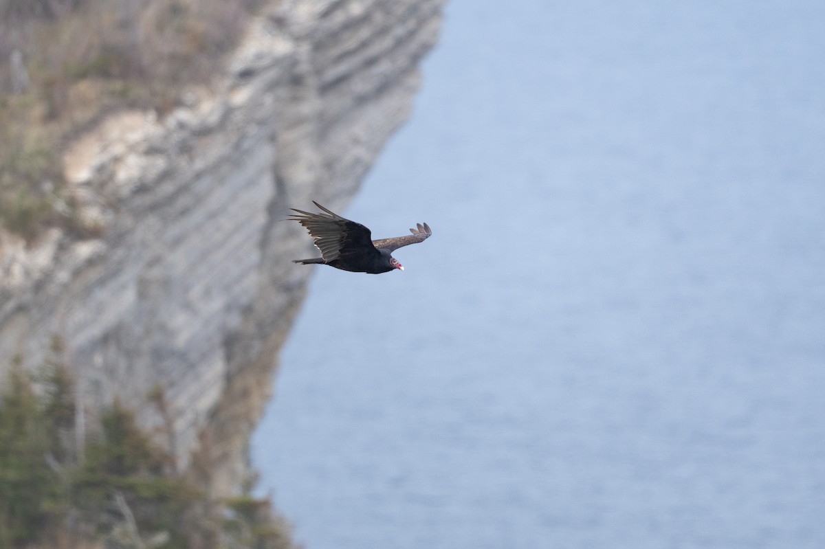 Turkey Vulture - David Turgeon