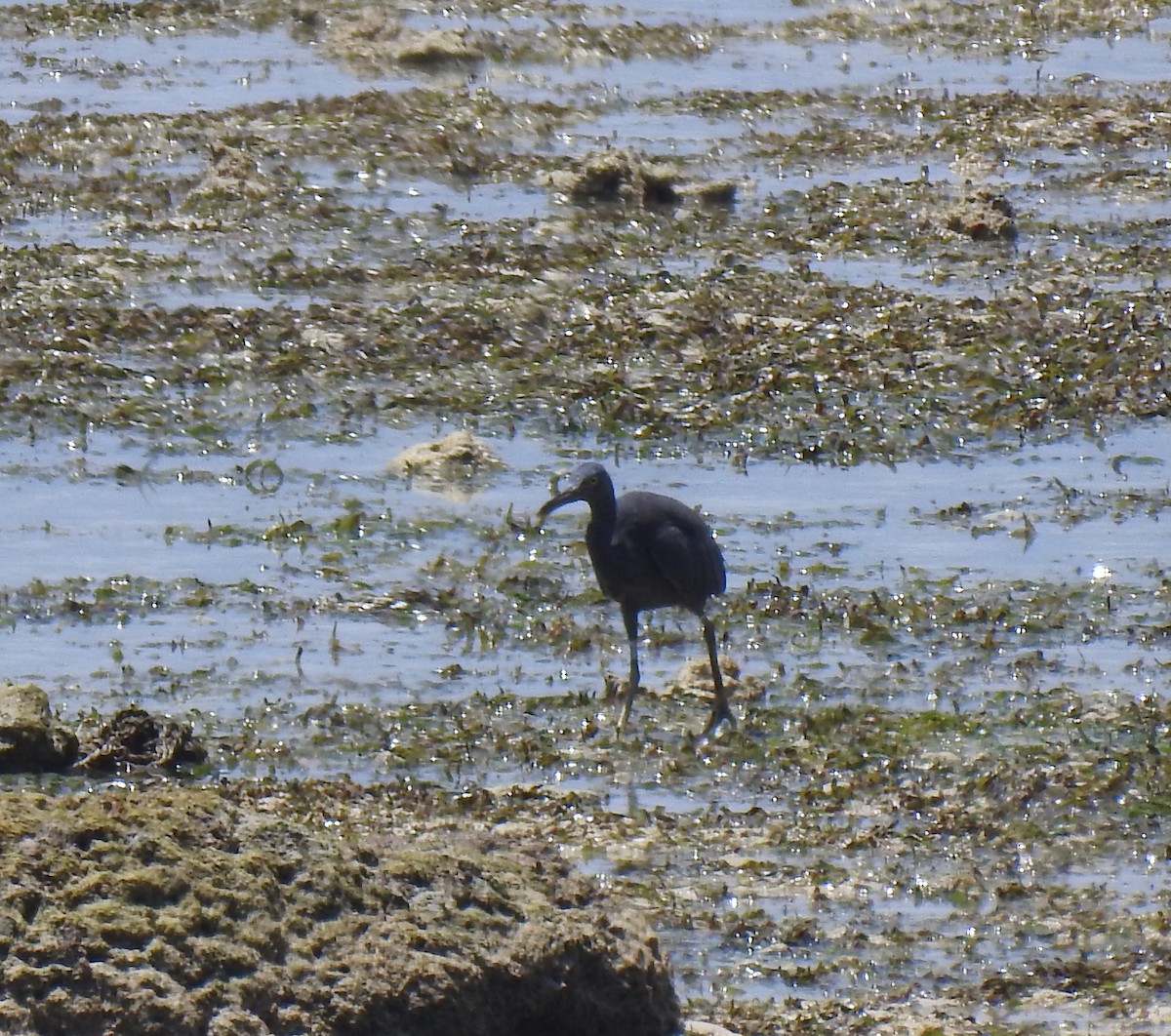 Pacific Reef-Heron - Prabhudatta Bal