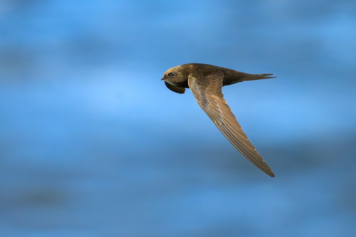 Common Swift - Sylvain Reyt