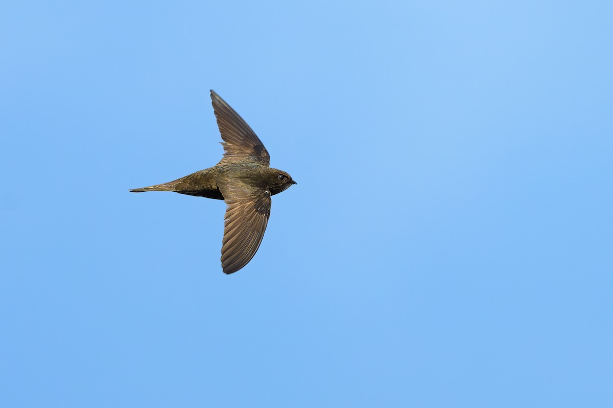 Common Swift - Sylvain Reyt