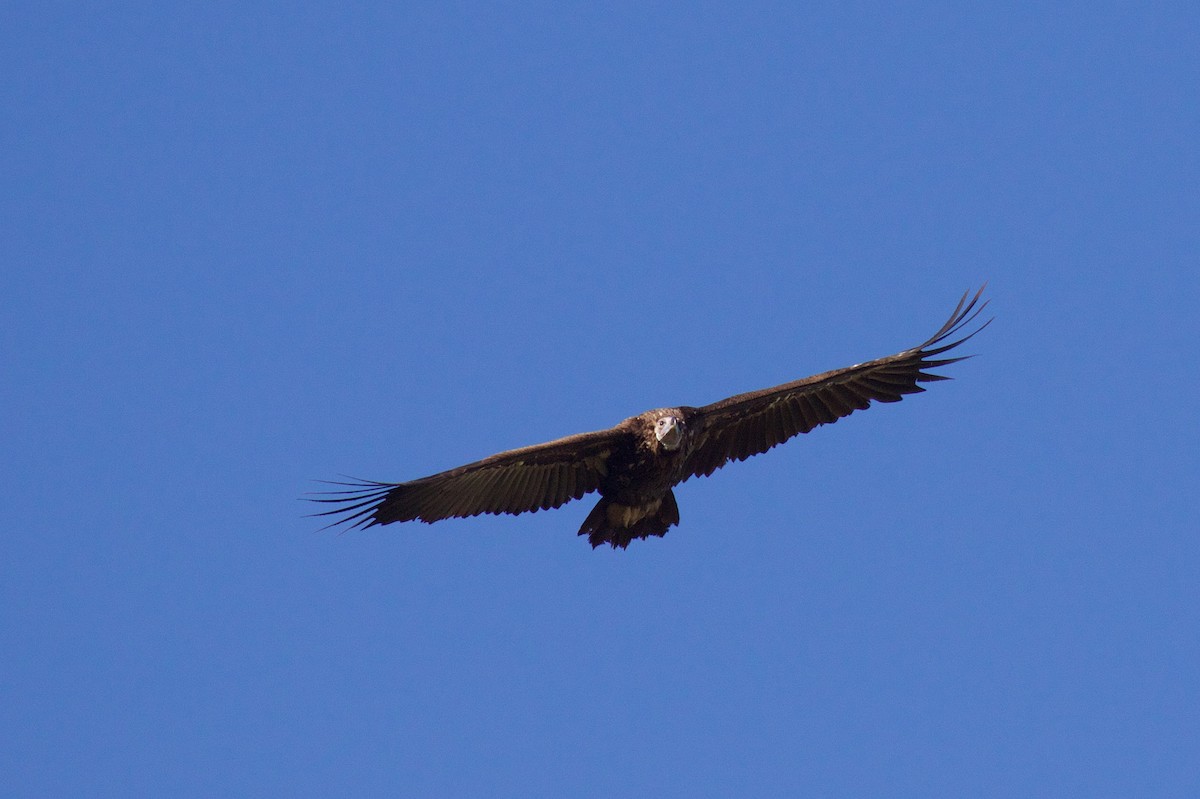 Cinereous Vulture - ML619625257