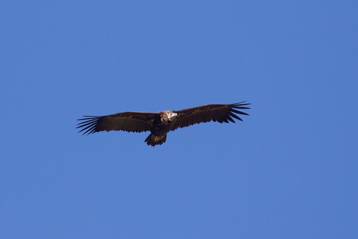 Cinereous Vulture - ML619625258