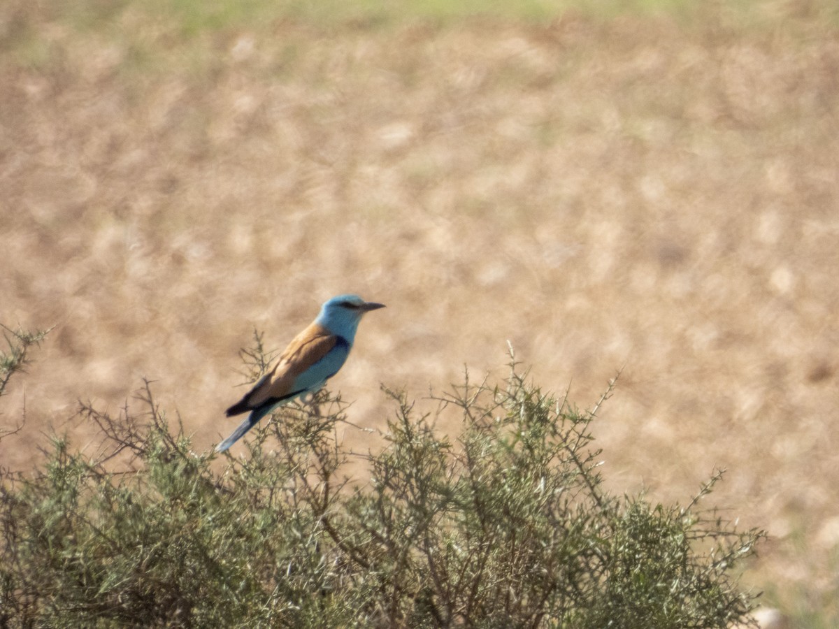 European Roller - ivan rebollo