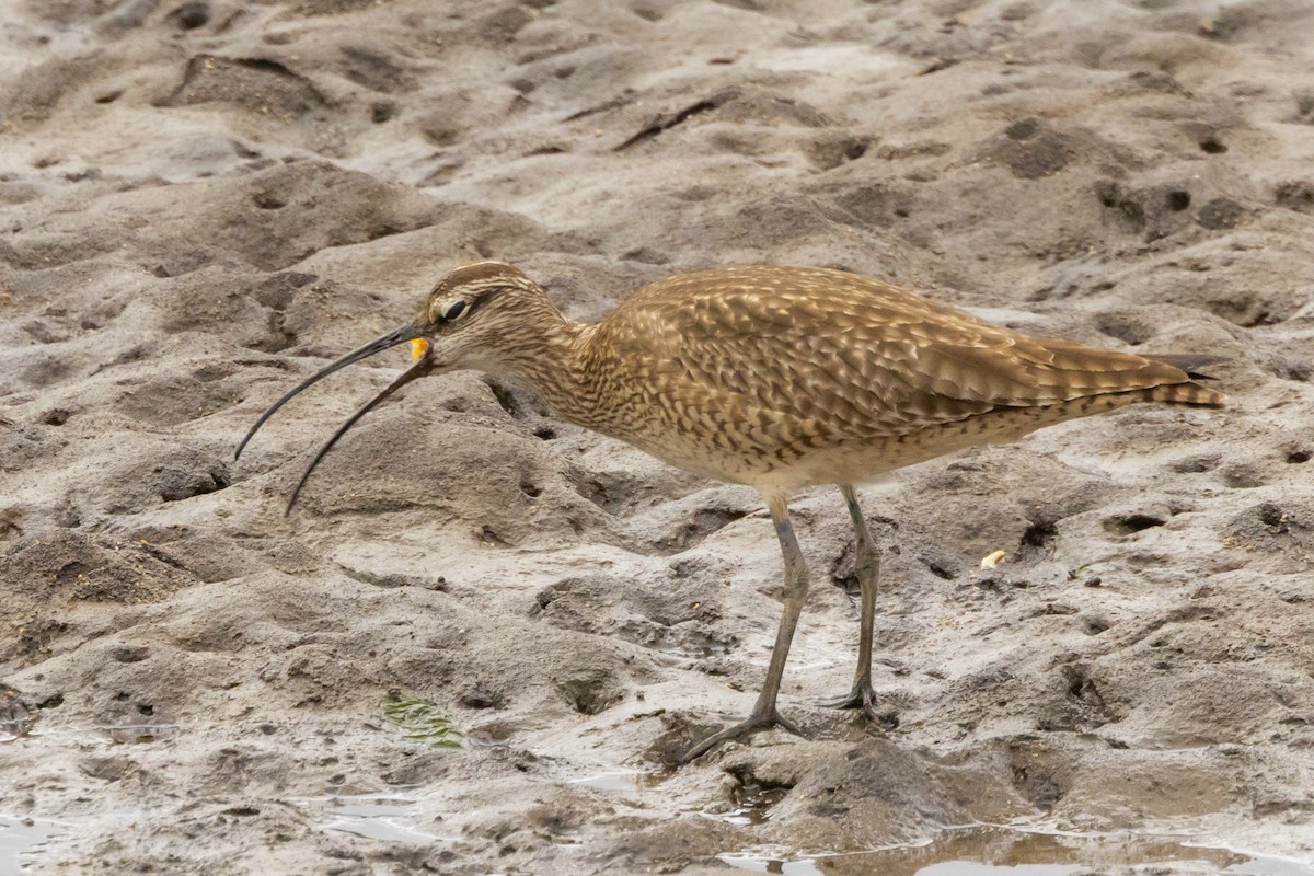 Whimbrel - Gordon Starkebaum