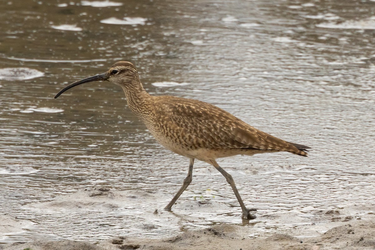 Whimbrel - Gordon Starkebaum