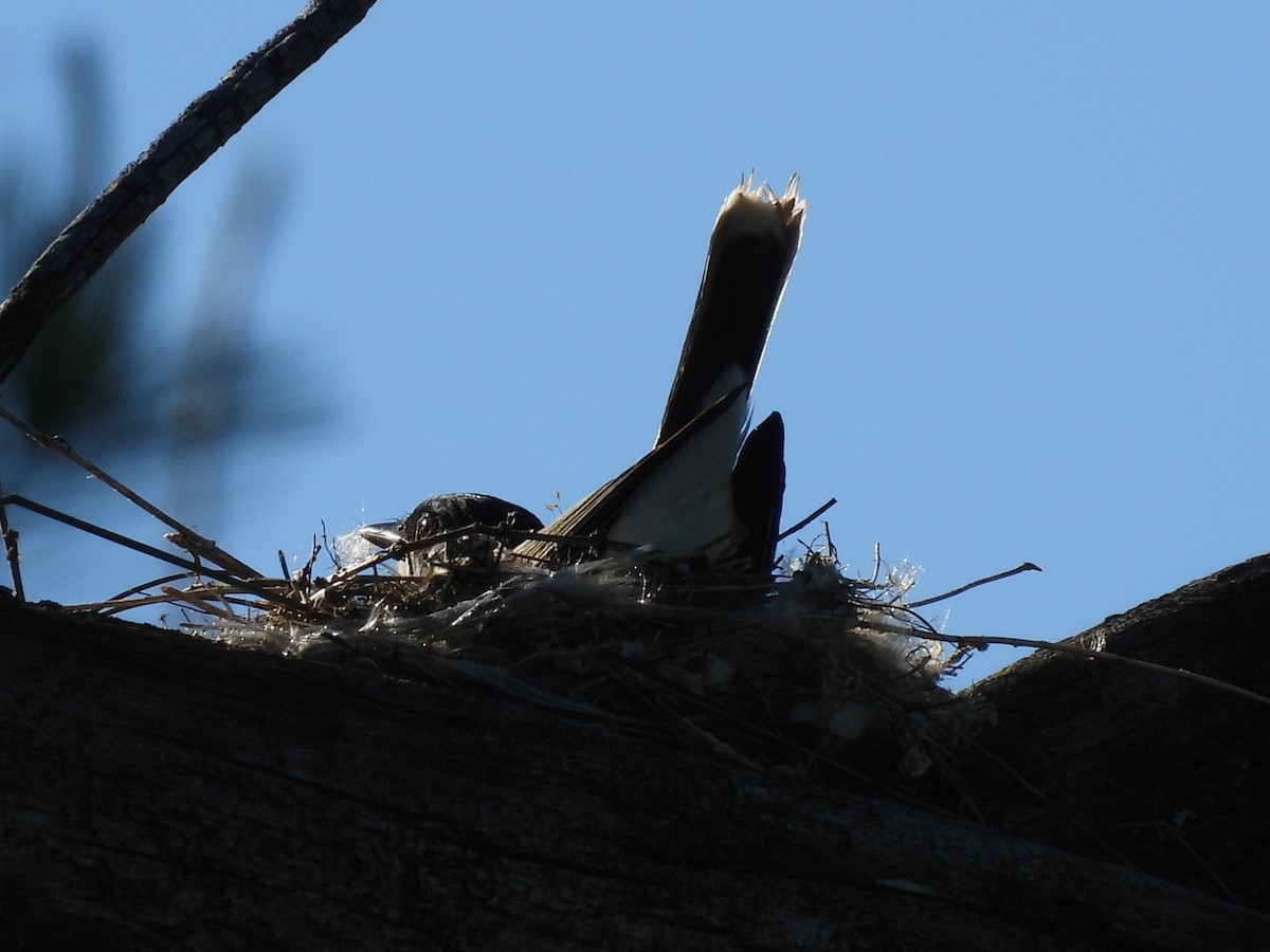 Eastern Kingbird - Annik Paquet