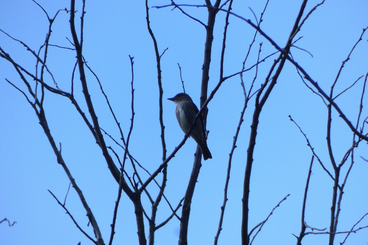 Olive-sided Flycatcher - Jonathan Bookman