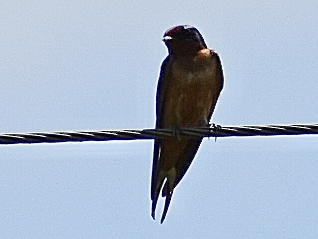 Barn Swallow - Darrell Huneycutt