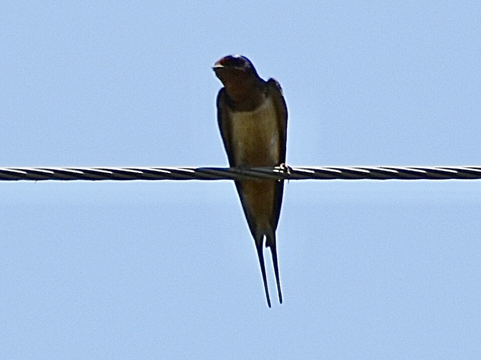 Barn Swallow - Darrell Huneycutt