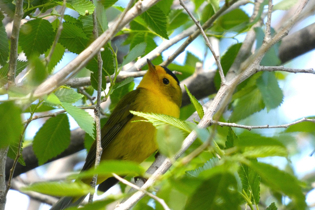 Wilson's Warbler - ML619625290