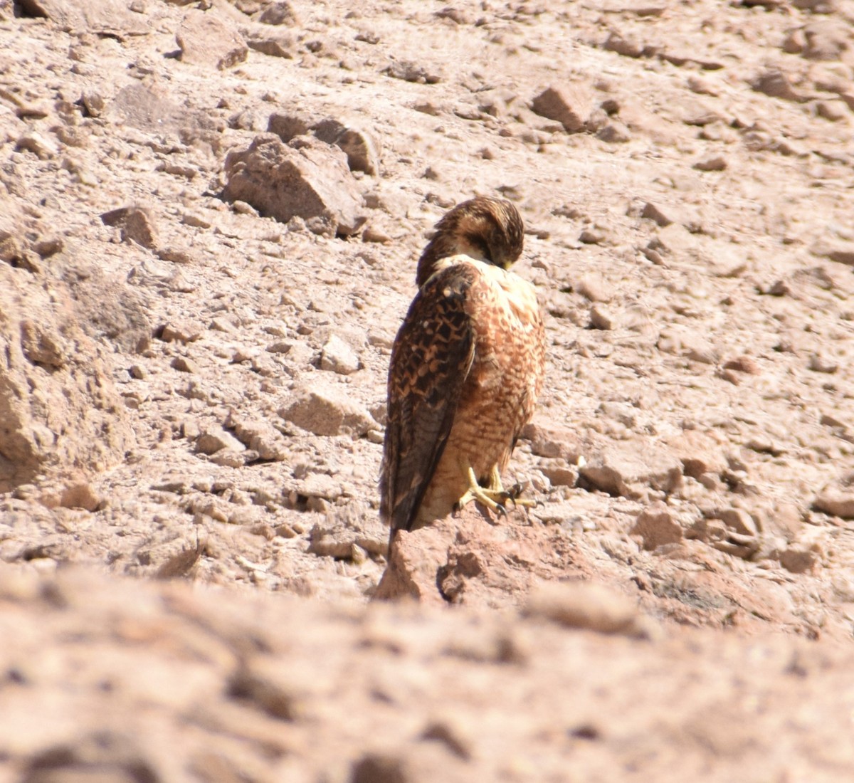 Peregrine Falcon - Reynaldo Valdivia Reyes