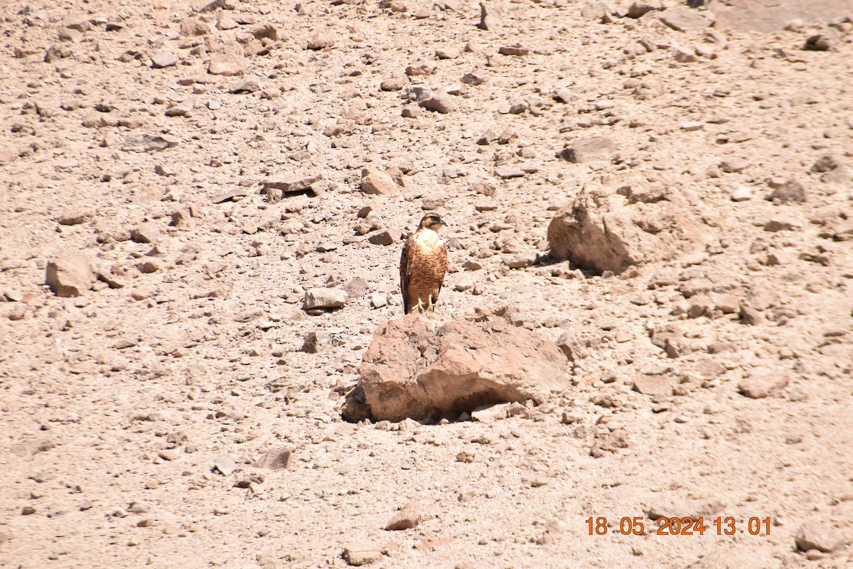 Peregrine Falcon - Reynaldo Valdivia Reyes