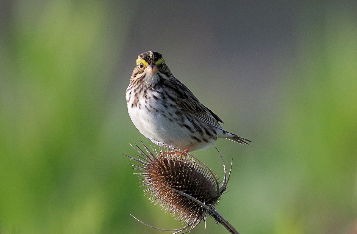 Savannah Sparrow - John  Cameron