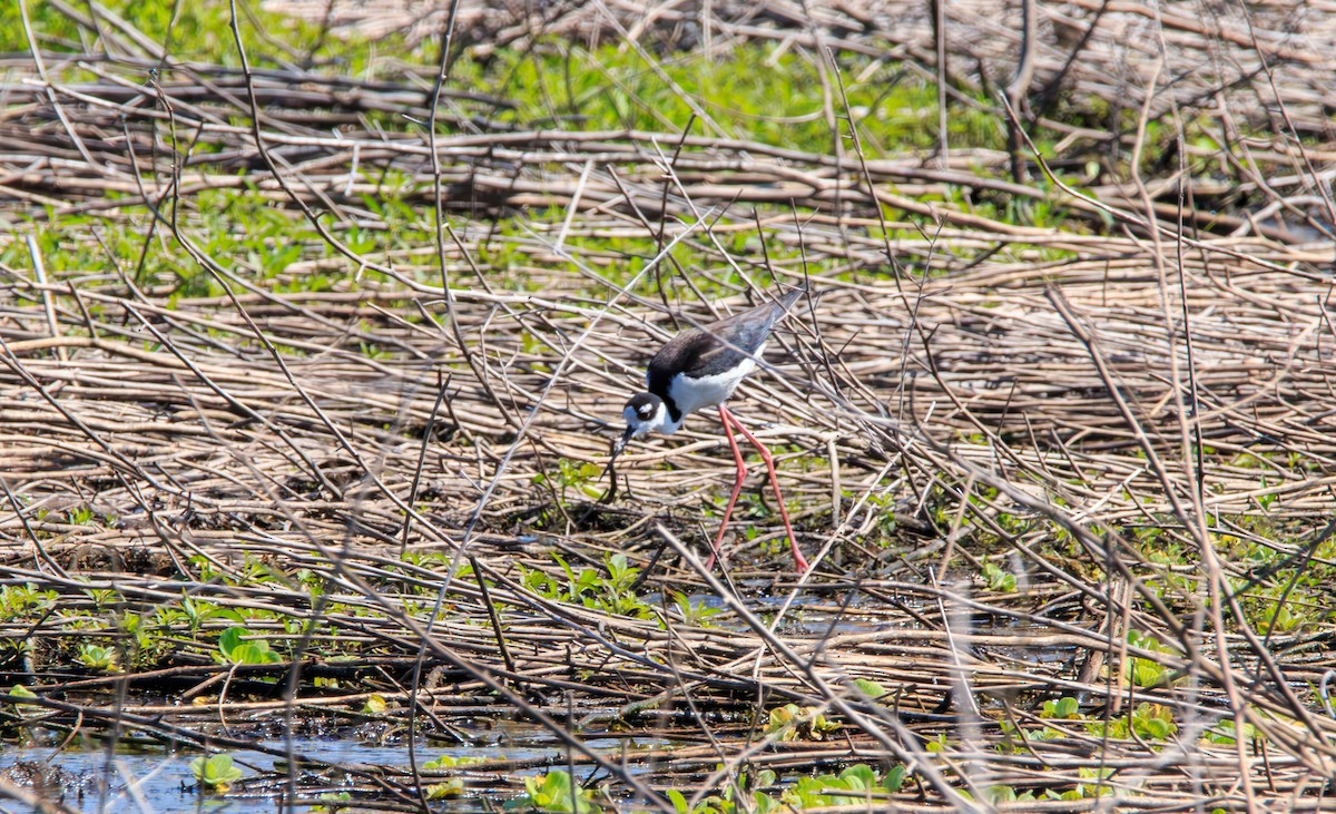 Black-necked Stilt - Enrique Ramon