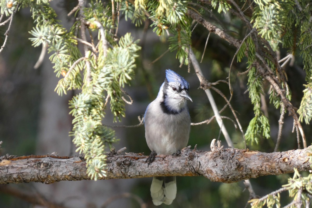 Blue Jay - Jonathan Bookman