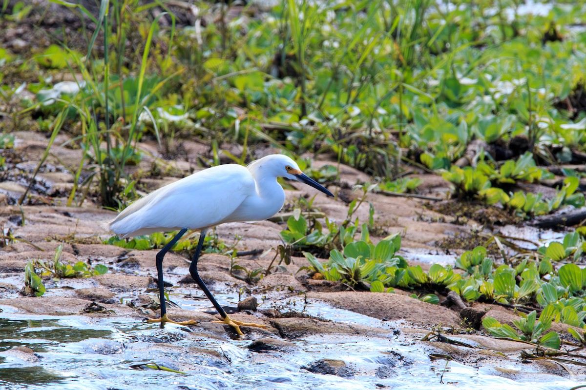 Snowy Egret - Enrique Ramon